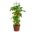 Tomattorn 150 cm Garden